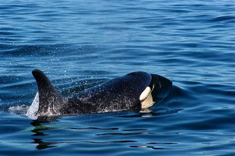 Why are killer whales called killer whales. Things To Know About Why are killer whales called killer whales. 